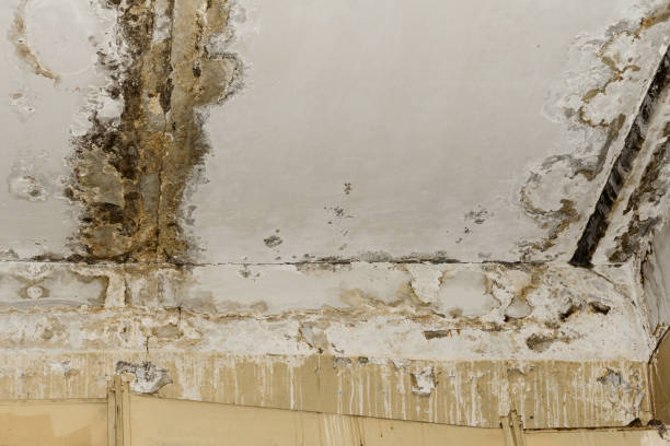 Best HVAC Mold Inspection and Cleaning  in Breckinridge Center, KY