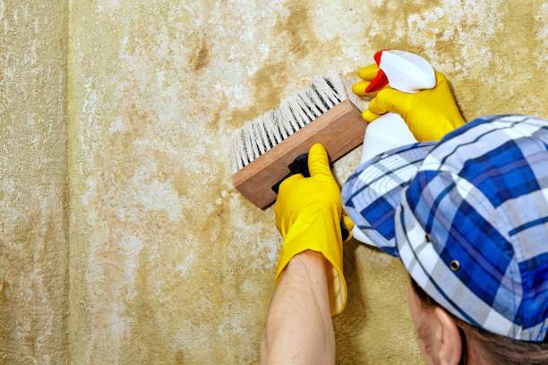 Best Mold Remediation for Vacation Homes  in Breckinridge Center, KY