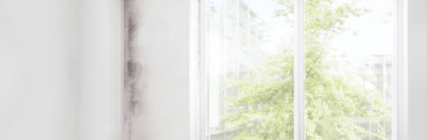 Best Mold Remediation for Healthcare Facilities  in Breckinridge Center, KY