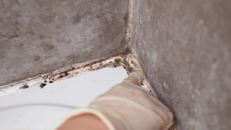 Mold Remediation for Vacation Homes in Breckinridge Center, KY