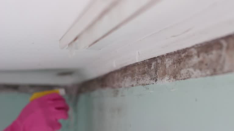 Best Mold Removal for HVAC Installations  in Breckinridge Center, KY